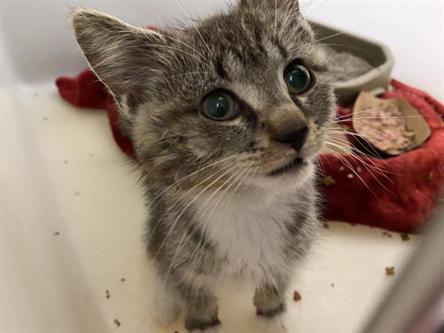 Shelter Stray Male Cat last seen Near BLOCK W BOBOLINK AVE, 3839 W Burnham St, West Milwaukee, WI 53215, USA