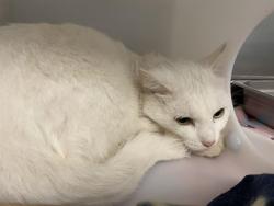 Shelter Stray Male Cat last seen Near BLOCK W MEDFORD AVE, 3839 W Burnham St, West Milwaukee, WI 53215, USA