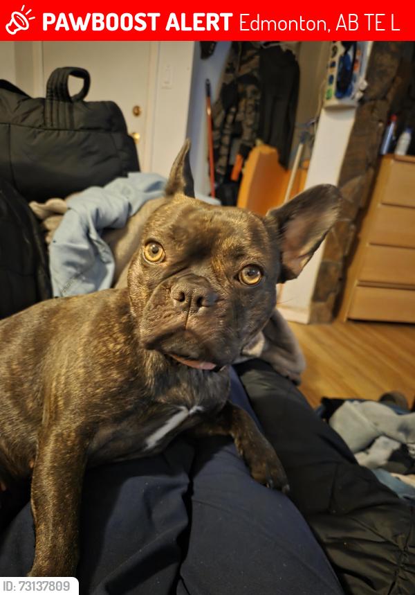 Lost Female Dog last seen Millcreek, Edmonton, AB T6E 2L7