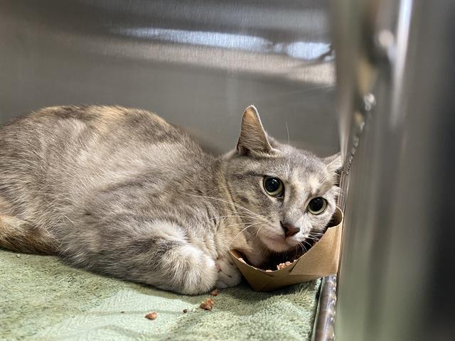 Shelter Stray Female Cat last seen Near BLOCK S 95TH ST, 3839 W Burnham St, West Milwaukee, WI 53215, USA