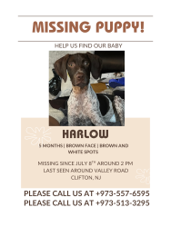 Lost Female Dog last seen Main Street, Paterson, NJ 07503