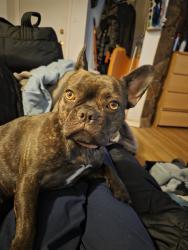 Lost Female Dog last seen Millcreek, Edmonton, AB T6E 2L7