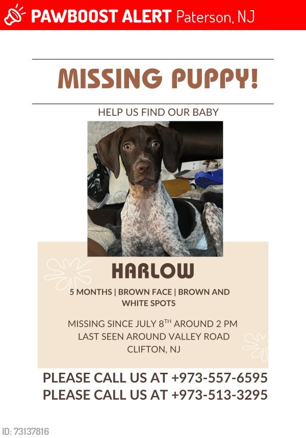 Lost Female Dog last seen Main Street, Paterson, NJ 07503