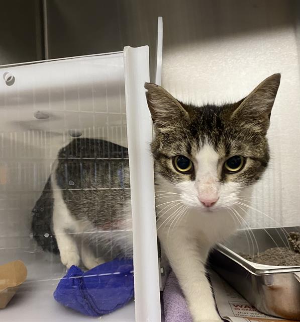 Shelter Stray Female Cat last seen Near BLOCK S 29TH ST, 3839 W Burnham St, West Milwaukee, WI 53215, USA