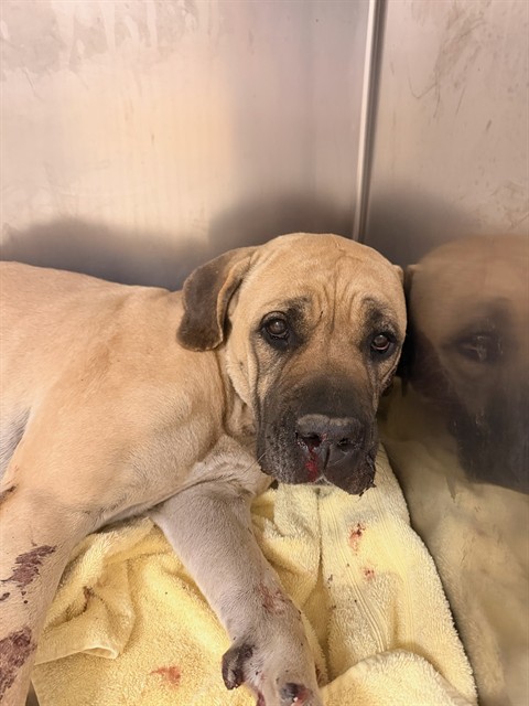 Shelter Stray Female Dog last seen WYNDHAM HILL X OVERLOOK, 6851 Van Buren Boulevard, Jurupa Valley, CA 92509, USA