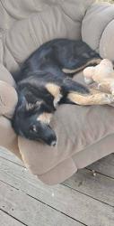 Lost Female Dog last seen Jarvis branch right next to the biker club on 229, Barbourville, KY 40906