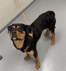Shelter Stray Male Dog last seen Near BLOCK E SMOKY HILL RD, CENTENNIAL, CO 80015, 4556 Castleton Ct, Castle Rock, CO 80109, USA