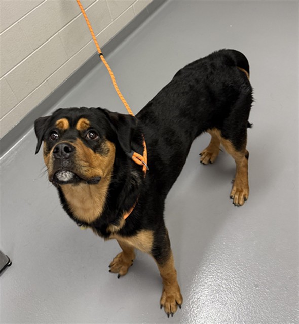 Shelter Stray Male Dog last seen Near BLOCK E SMOKY HILL RD, CENTENNIAL, CO 80015, 4556 Castleton Ct, Castle Rock, CO 80109, USA