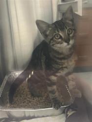 Shelter Stray Unknown Cat last seen LAGUNA GROVE DR / AUTO PASSAGE DR, 9150 Union Park Way, Elk Grove, CA 95624, USA