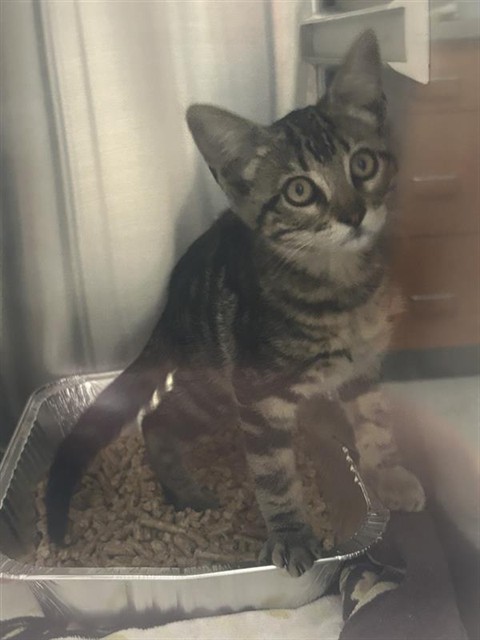 Shelter Stray Unknown Cat last seen LAGUNA GROVE DR / AUTO PASSAGE DR, 9150 Union Park Way, Elk Grove, CA 95624, USA