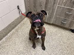 Shelter Stray Male Dog last seen Near BLOCK E RIO GRANDE ST, COLORADO SPRINGS CO 80903, 610 Abbot Ln, Colorado Springs, CO 80905, USA