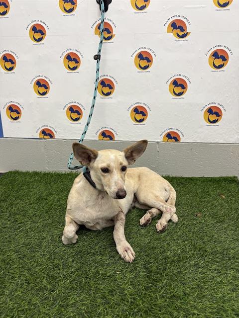 Shelter Stray Female Dog last seen LOCK ST, 19640 Dogpatch Ln, Land O' Lakes, FL 34638, USA