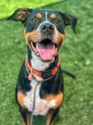 Shelter Stray Female Dog last seen Near BLOCK UNION AVE, BAKERSFIELD, CA, 201 S Mt Vernon Ave, Bakersfield, CA 93307, USA