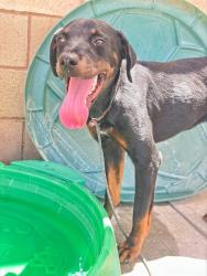 Shelter Stray Female Dog last seen Near BLK LEWIS ST, BAKERSFIELD CA, 201 S Mt Vernon Ave, Bakersfield, CA 93307, USA