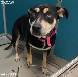 Shelter Stray Female Dog last seen Near BLOCK OF NE 10 PL, 2811 SE 29th St, Oklahoma City, OK 73129, USA
