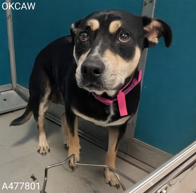 Shelter Stray Female Dog last seen Near BLOCK OF NE 10 PL, 2811 SE 29th St, Oklahoma City, OK 73129, USA