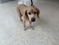 Shelter Stray Male Dog last seen , 957 N Gaffey St, San Pedro, CA 90731, USA