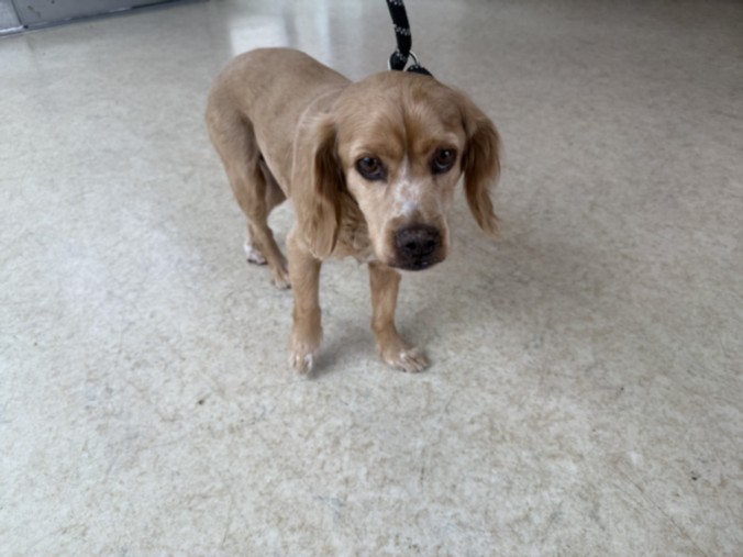 Shelter Stray Male Dog last seen , 957 N Gaffey St, San Pedro, CA 90731, USA