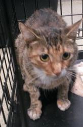 Shelter Stray Unknown Cat last seen Near BLOCK MEGAN DR, 2811 SE 29th St, Oklahoma City, OK 73129, USA