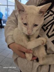 Shelter Stray Male Cat last seen VALLEY PAWN & VALEY CREST, 4710 TX-151, San Antonio, TX 78227, USA