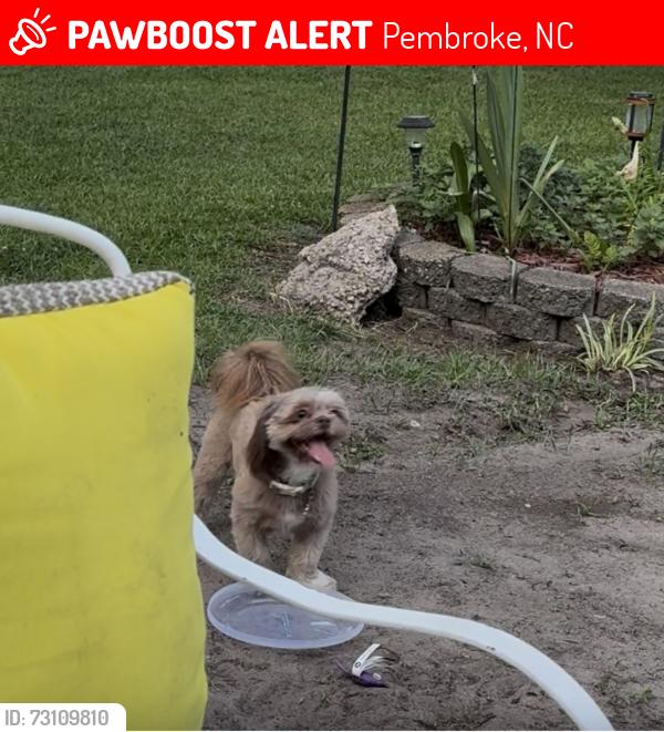 Lost Female Dog last seen Highway 72, Pembroke, NC 28372