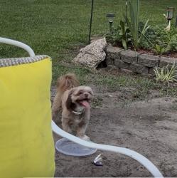 Lost Female Dog last seen Highway 72, Pembroke, NC 28372