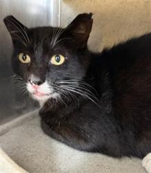 Shelter Stray Male Cat last seen , 600 Aviation Dr, Camarillo, CA 93010, USA