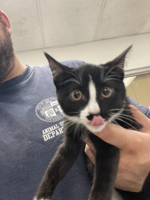Shelter Stray Female Cat last seen , 14409 Vanowen St, Van Nuys, CA 91405, USA