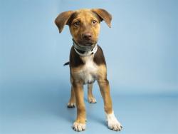 Shelter Stray Female Dog last seen 67TH GLENDALE CIRCLE K, 5501 E Van Buren St, Phoenix, AZ 85008, USA