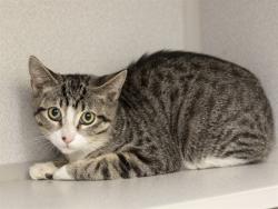 Shelter Stray Male Cat last seen UK, 5501 E Van Buren St, Phoenix, AZ 85008, USA
