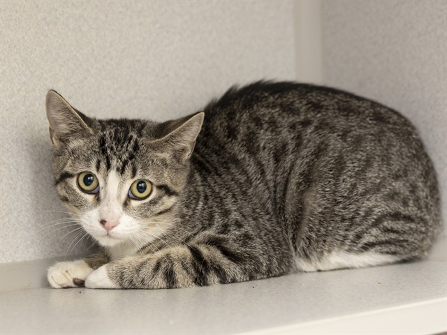 Shelter Stray Male Cat last seen UK, 5501 E Van Buren St, Phoenix, AZ 85008, USA