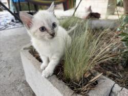 Shelter Stray Female Cat last seen E. BASELINE RD // N SYCAMORE AVE, 333 Chandler Pl, San Bernardino, CA 92408, USA