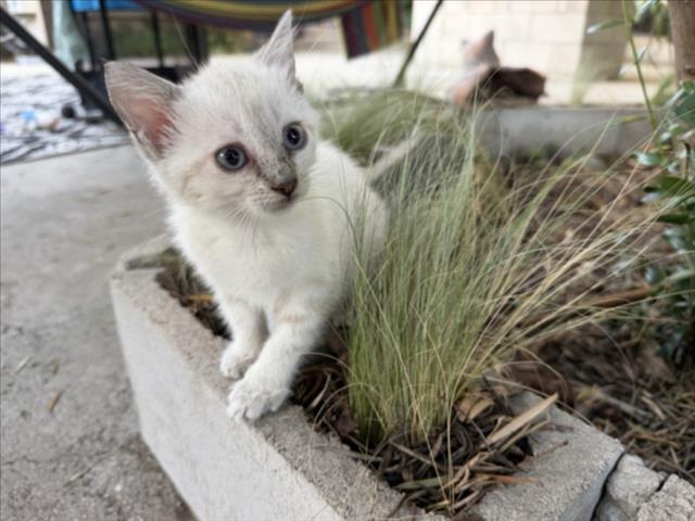 Shelter Stray Female Cat last seen E. BASELINE RD // N SYCAMORE AVE, 333 Chandler Pl, San Bernardino, CA 92408, USA
