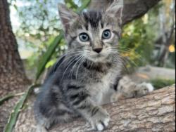 Shelter Stray Male Cat last seen E. BASELINE RD // N SYCAMORE AVE, 333 Chandler Pl, San Bernardino, CA 92408, USA