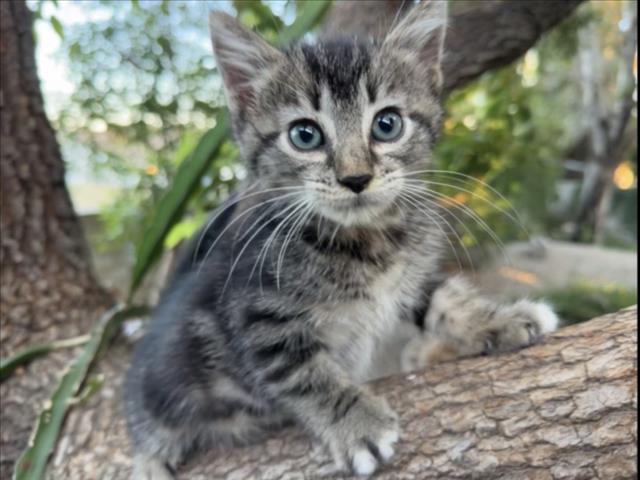 Shelter Stray Male Cat last seen E. BASELINE RD // N SYCAMORE AVE, 333 Chandler Pl, San Bernardino, CA 92408, USA