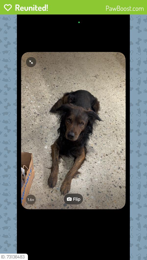 Reunited Male Dog last seen 26th street, San Antonio Heights, CA 91784