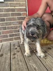 Found/Stray Unknown Dog last seen Near Flint River, Jonesboro, GA 30236
