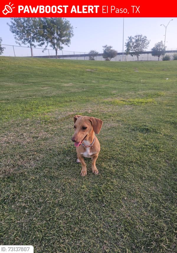 Lost Male Dog last seen Near n seville dr, El Paso, TX 79905
