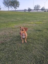 Lost Male Dog last seen Near n seville dr, El Paso, TX 79905