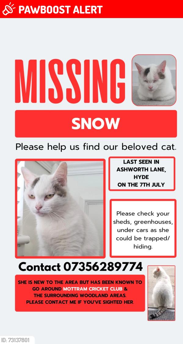 Lost Female Cat last seen Tesco, abbeydale gardens, Mottram cricket club, Mottram in Longdendale, England 