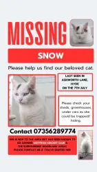 Lost Female Cat last seen Tesco, abbeydale gardens, Mottram cricket club, Mottram in Longdendale, England 