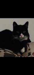 Lost Female Cat last seen Clematis Way, West Jordan, UT 84081