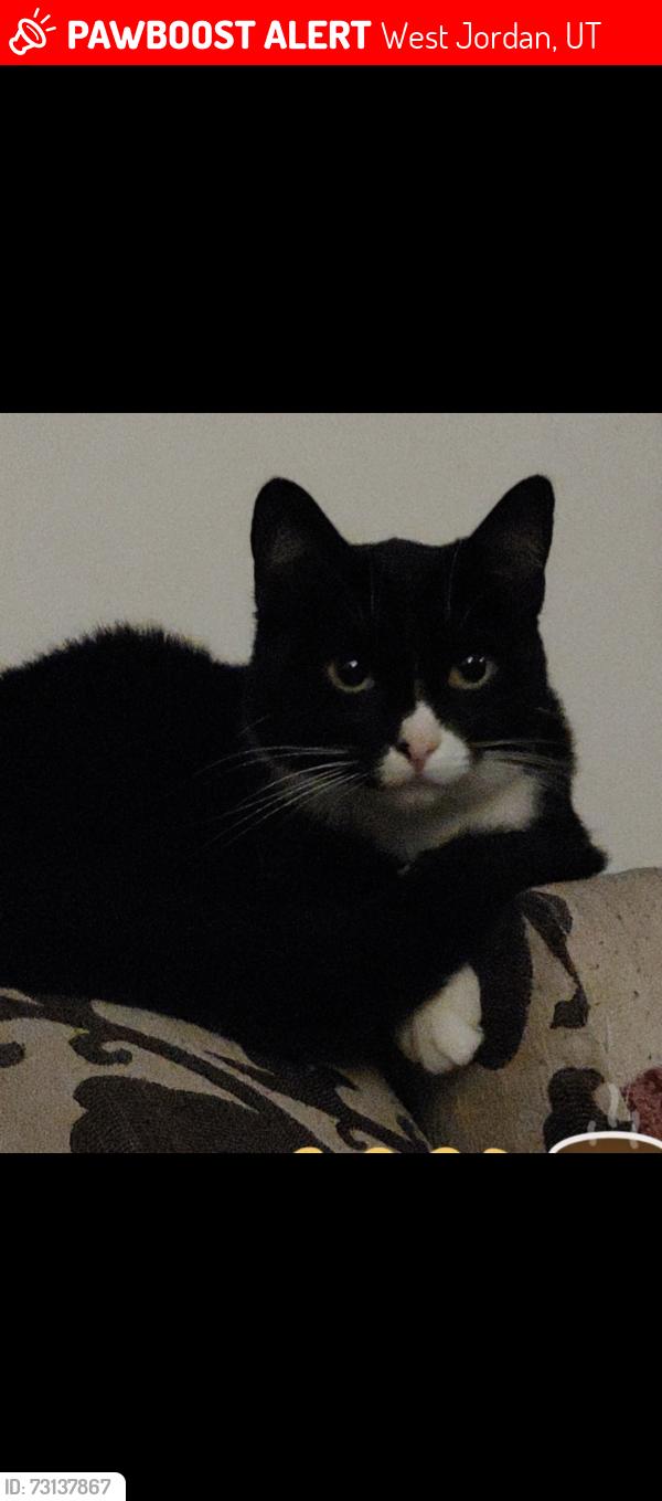 Lost Female Cat last seen Clematis Way, West Jordan, UT 84081