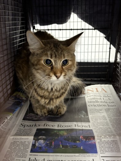 Shelter Stray Female Cat last seen , West Valley Animal Shelter, 20655 Plummer St, Chatsworth, CA 91311, USA