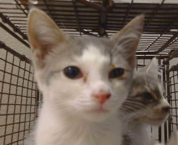 Shelter Stray Female Cat last seen SPARKS WAY/MIRA DEL RIO DR,95827, 3839 Bradshaw Rd, Sacramento, CA 95827, USA