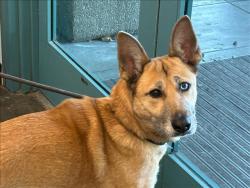 Shelter Stray Female Dog last seen , West Valley Animal Shelter, 20655 Plummer St, Chatsworth, CA 91311, USA