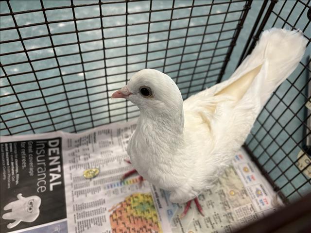 Shelter Stray Unknown Bird last seen , West Valley Animal Shelter, 20655 Plummer St, Chatsworth, CA 91311, USA