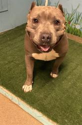 Shelter Stray Male Dog last seen , 38550 Sierra Hwy, Palmdale, CA 93550, USA