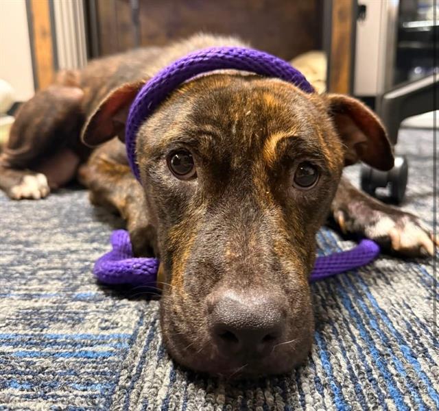 Shelter Stray Female Dog last seen CHARLOTTE, 8315 Byrum Dr, Charlotte, NC 28217, USA