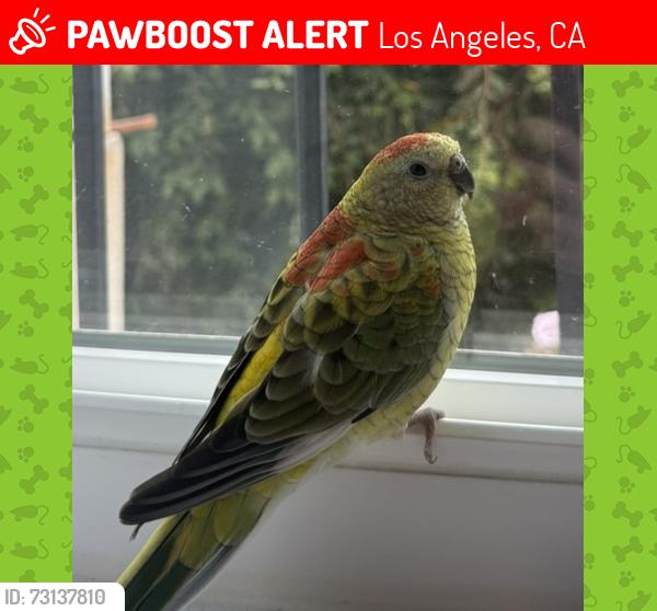 Lost Female Bird last seen Between Hollywood and Franklin near Griffith park, Los Angeles, CA 90027
